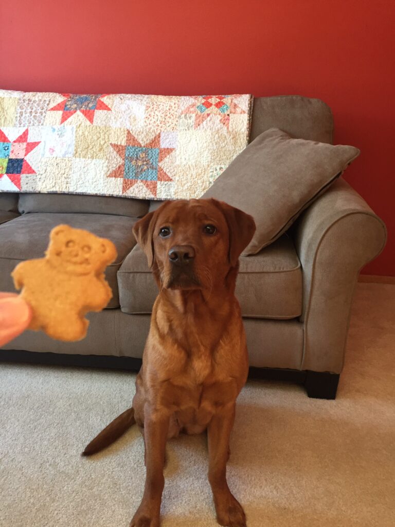 Maggie sitting for a treat