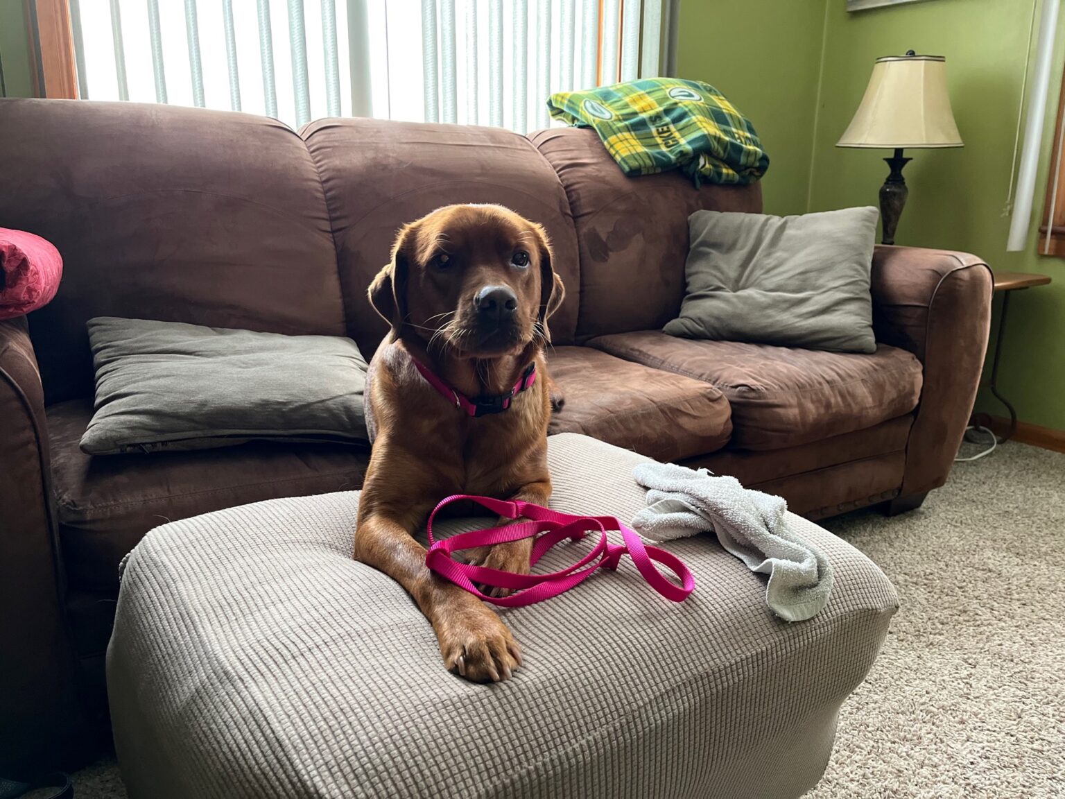 Pet Leash, Crazy Quilt Home